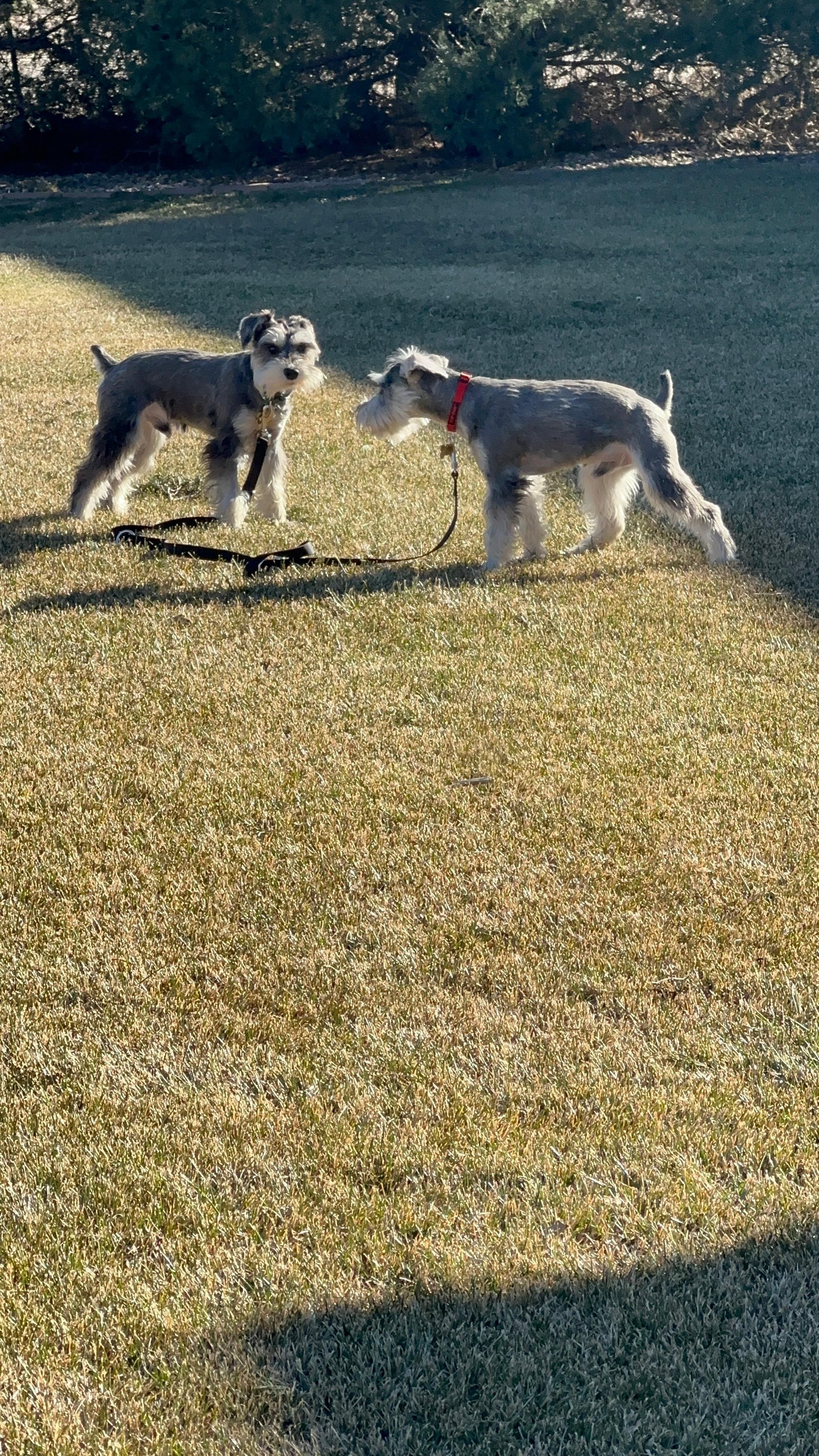 Enlarge Claus & Tannen, an adopted Miniature Schnauzer in Littleton, CO image 5/5