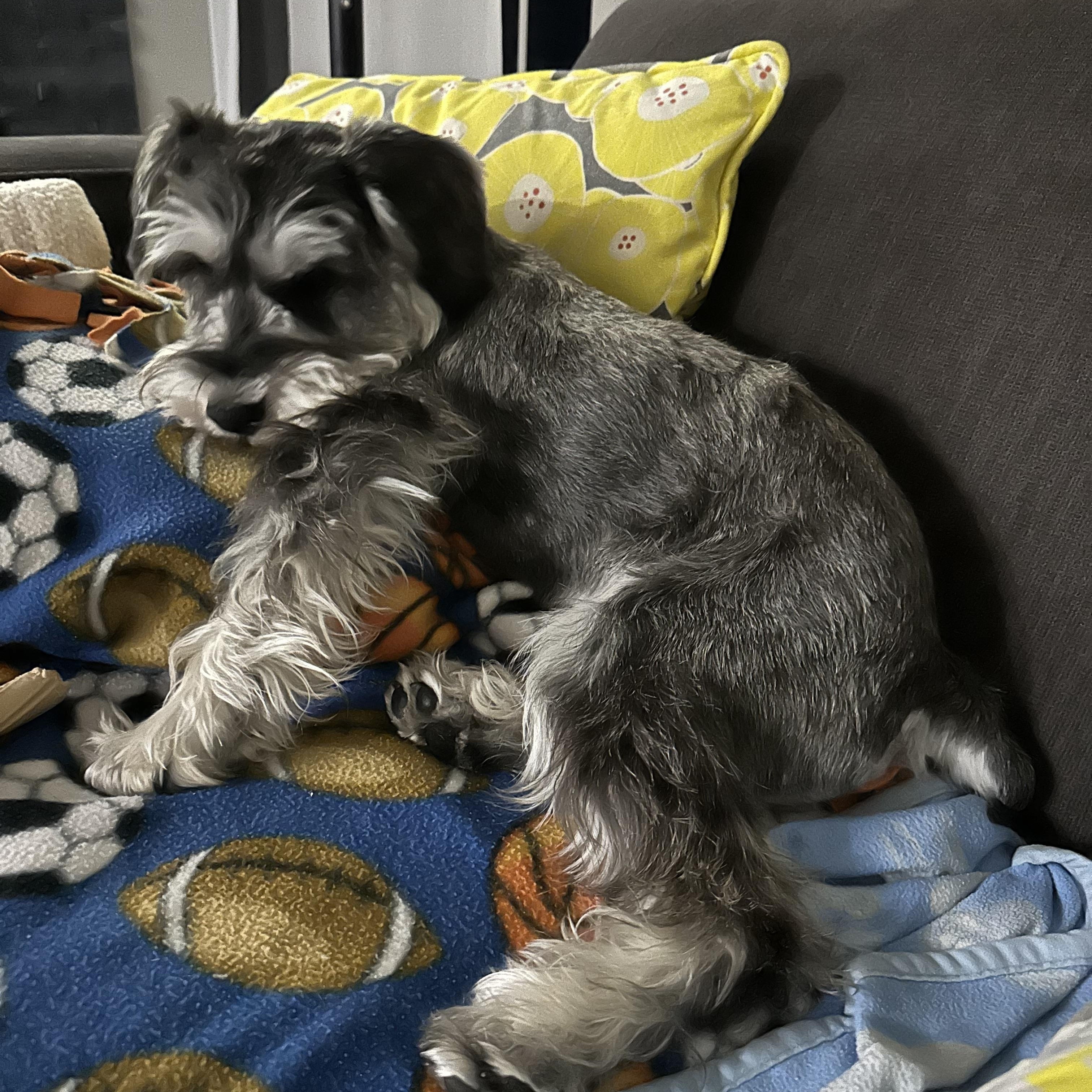 Enlarge Claus & Tannen, an adopted Miniature Schnauzer in Littleton, CO image 3/5