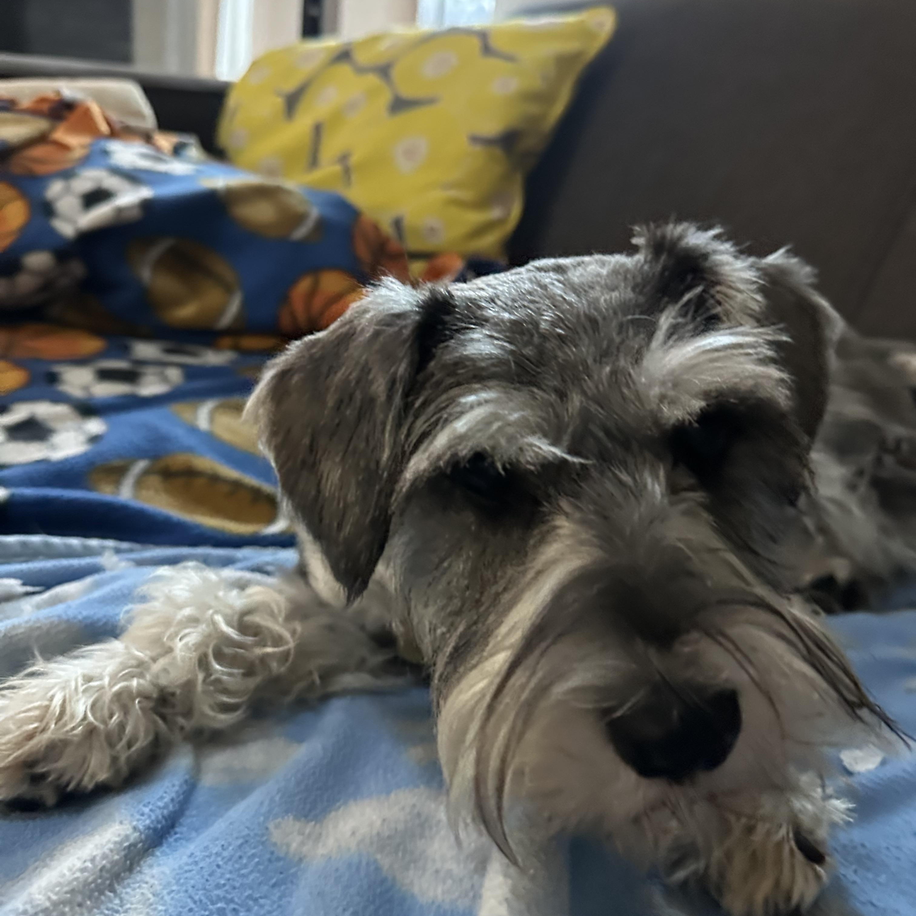 Claus & Tannen, ADOPTABLE, Young Male Miniature Schnauzer.