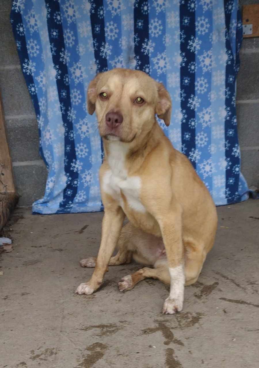 Enlarge Honey, a Adopted mixed breed in Oldtown, MD image 1/1