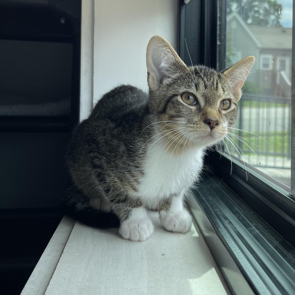 Enlarge August, a Adoptable Domestic Short Hair in Winston Salem, NC image 1/4