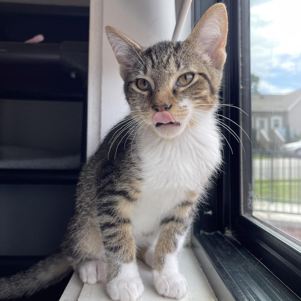 Enlarge August, a Adoptable Domestic Short Hair in Winston Salem, NC image 2/4