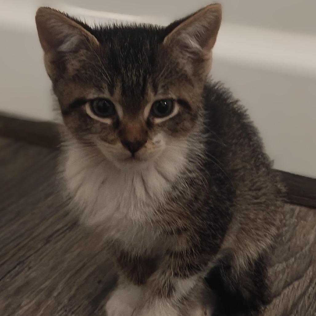 Enlarge August, a Adoptable Domestic Short Hair in Winston Salem, NC image 4/4