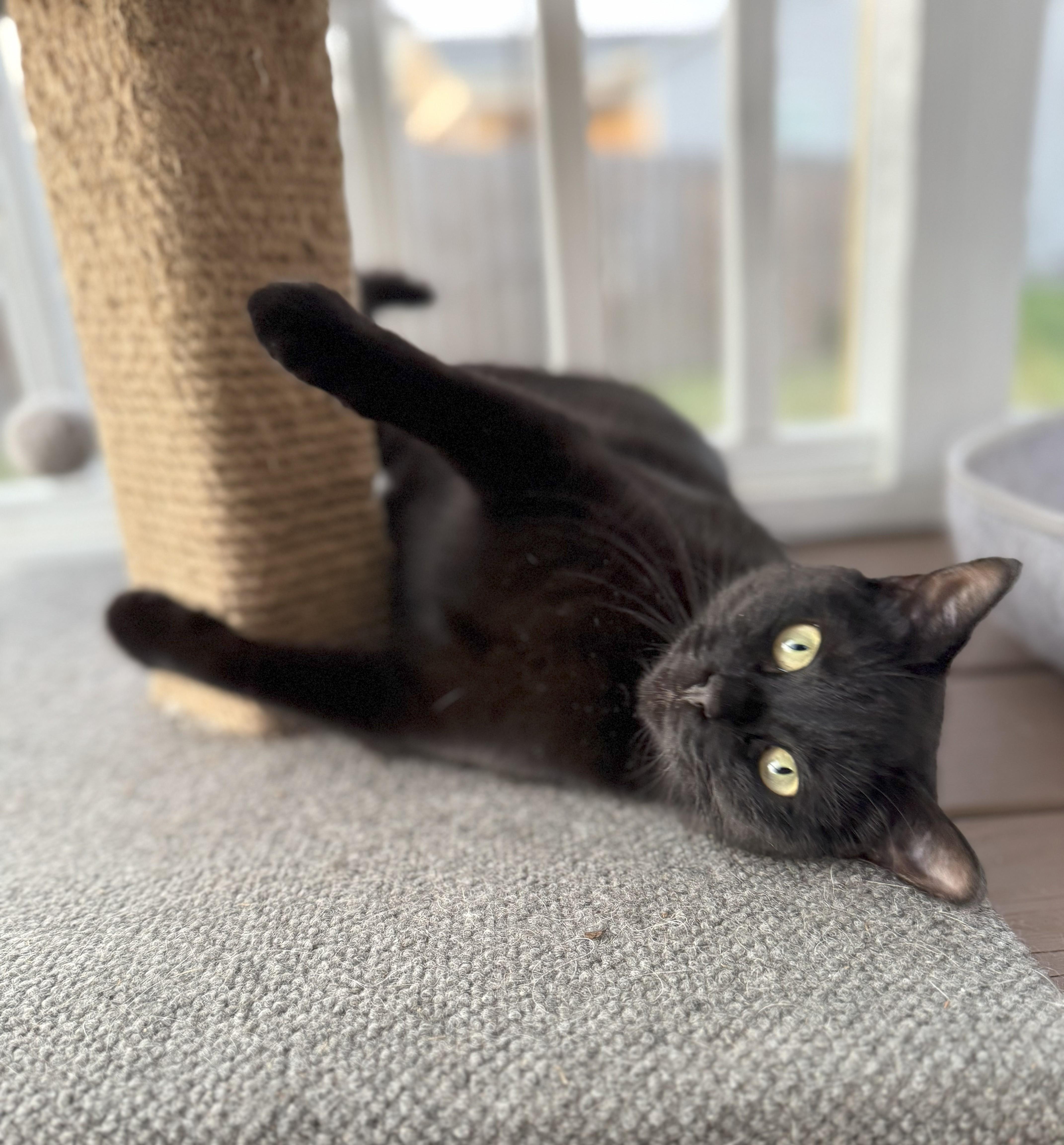 Mathilda, Young Female Domestic Short Hair