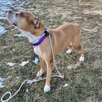 Midge, Adoptable, Senior Female Pit Bull Terrier & Mixed Breed.