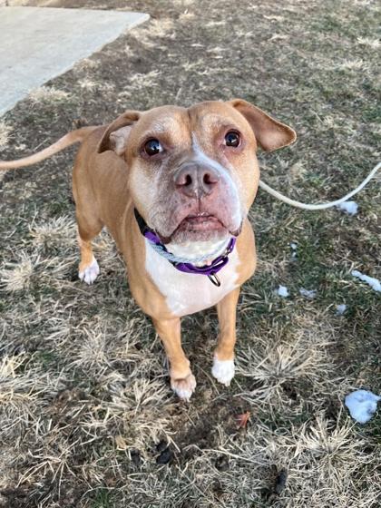 Enlarge Midge, a Adoptable mixed breed in New Hope, PA image 2/3