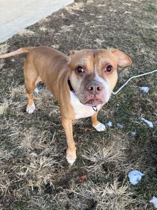 Enlarge Midge, a Adoptable mixed breed in New Hope, PA image 3/3