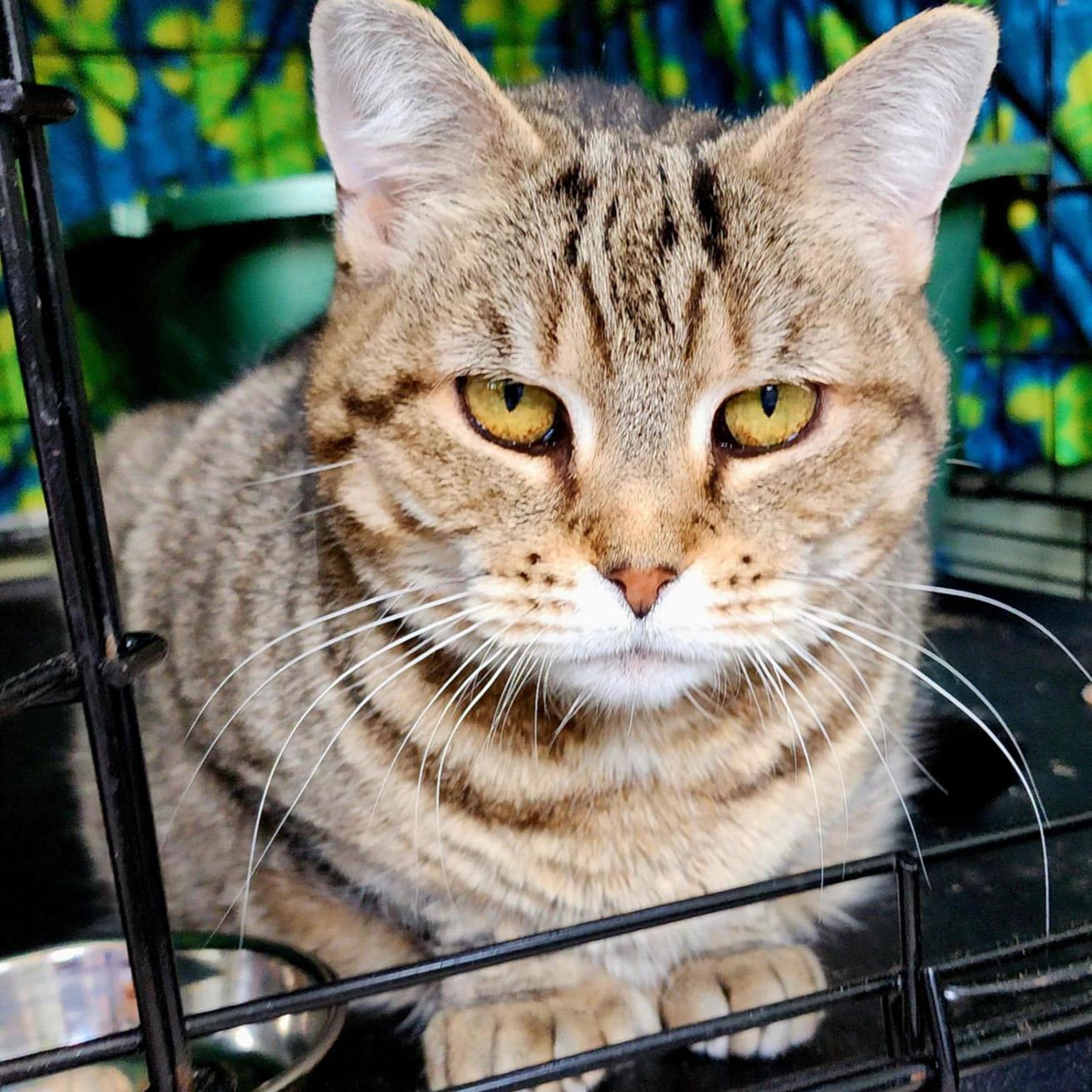 Chrysalis, Adoptable, Senior Female Domestic Short Hair.