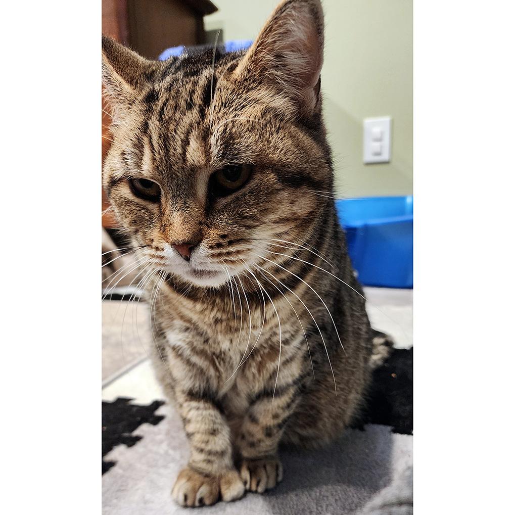 Enlarge Chrysalis, a Adoptable Domestic Short Hair in Fair Haven, VT image 4/6