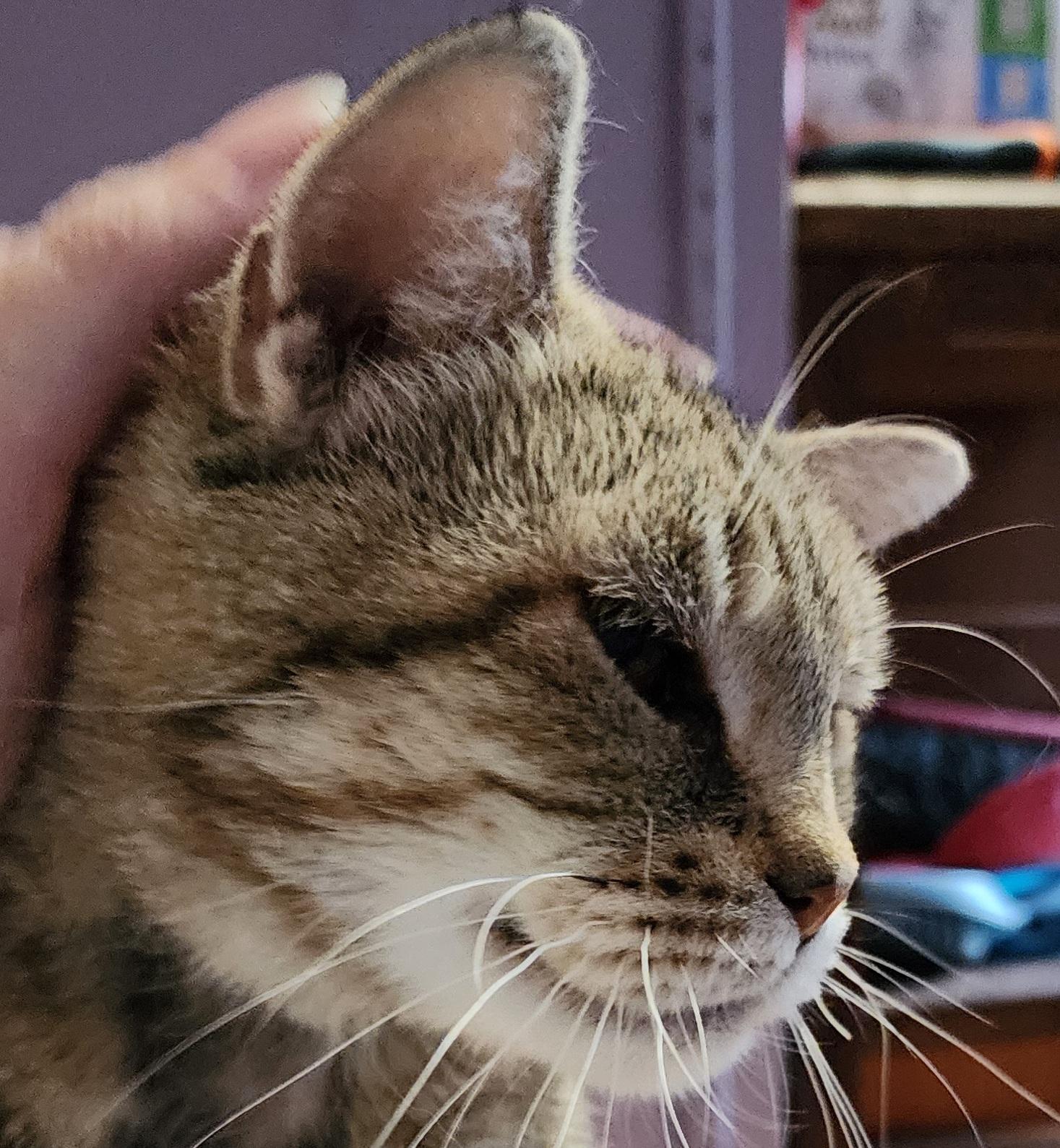 Enlarge Chrysalis, a Adoptable Domestic Short Hair in Fair Haven, VT image 5/6