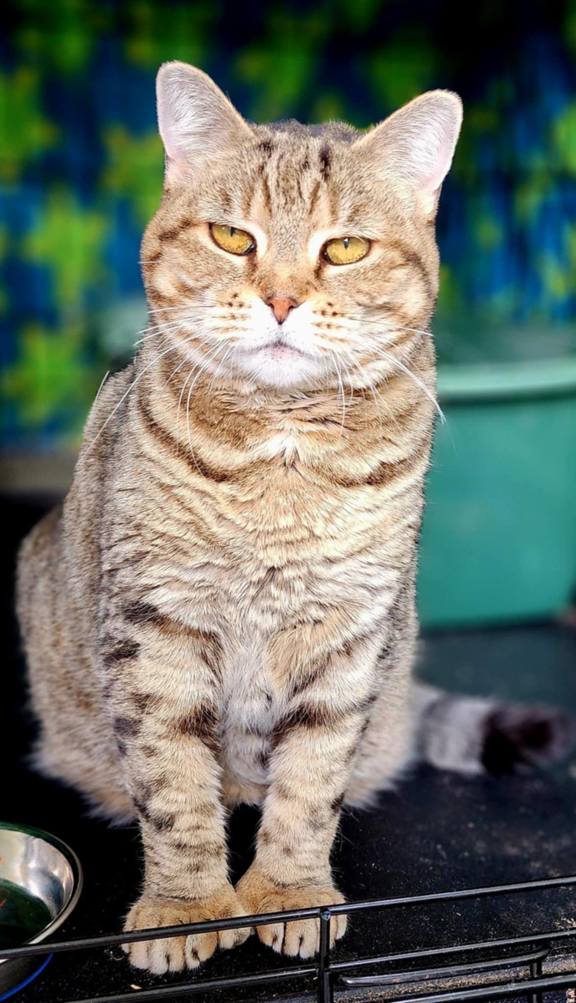 Enlarge Chrysalis, a Adoptable Domestic Short Hair in Fair Haven, VT image 2/6