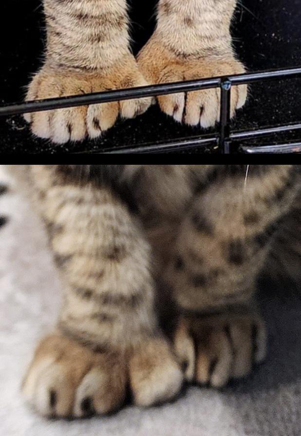 Enlarge Chrysalis, a Adoptable Domestic Short Hair in Fair Haven, VT image 6/6