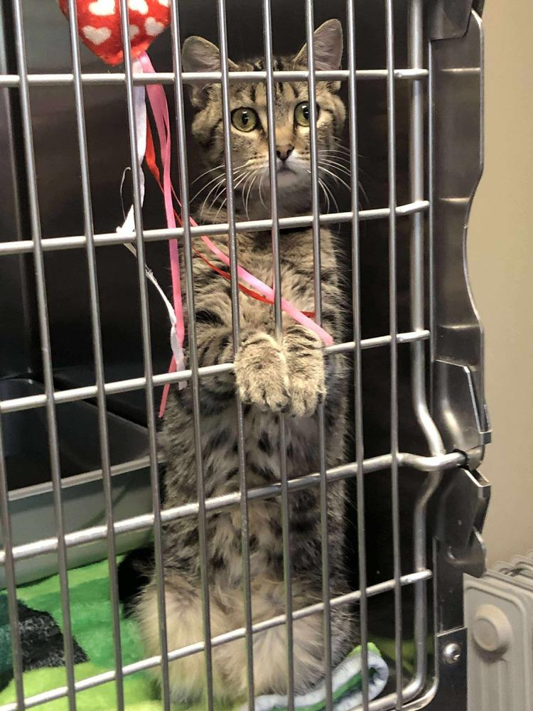 AC Viola, Adoptable, Adult Female Domestic Short Hair.