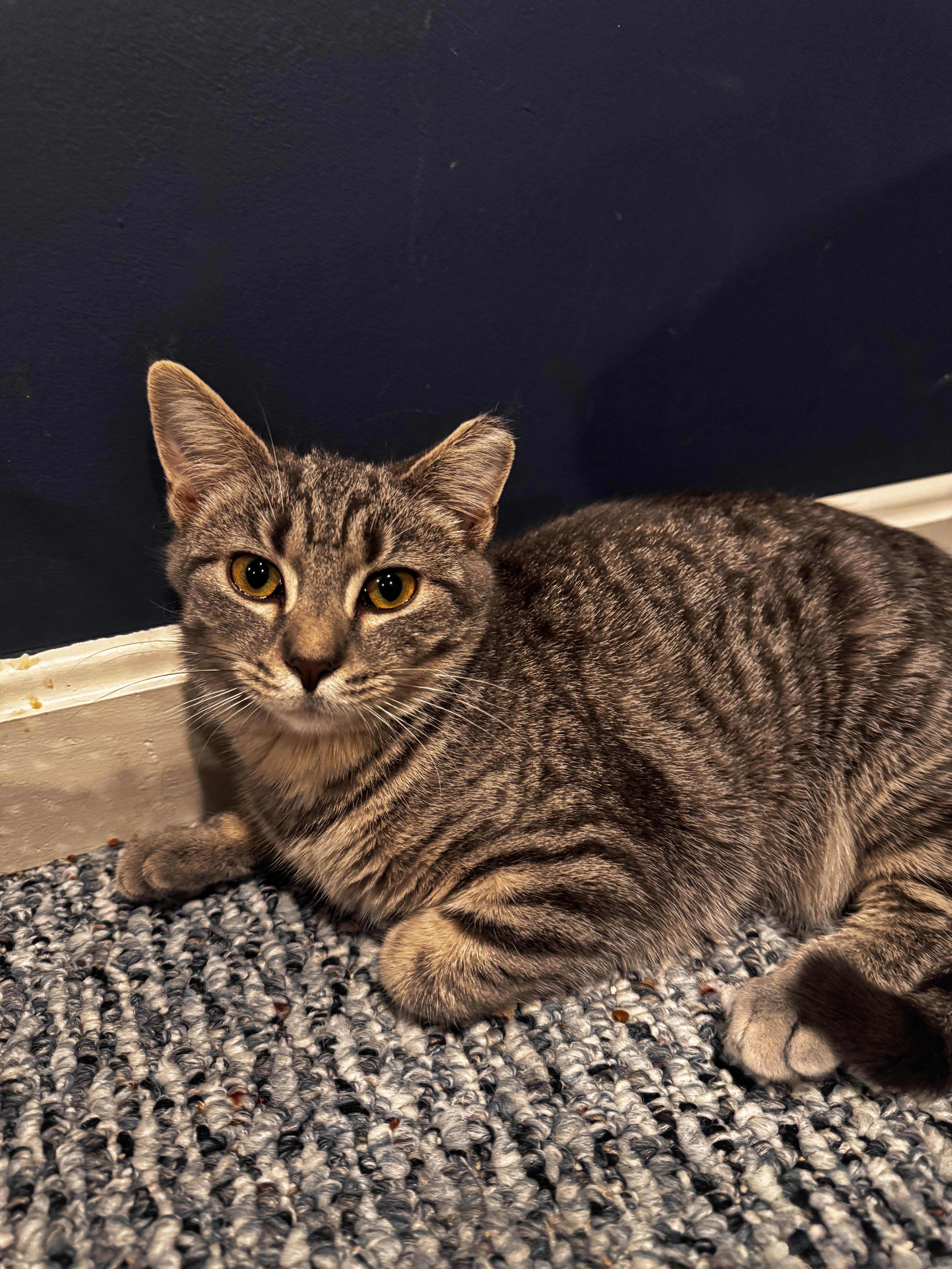 Enlarge Ginger - 6 MONTHS - SMALL BUT MIGHTY AND AS SWEET AS CAN BE!, a ADOPTABLE American Shorthair in Bristow, VA image 3/5