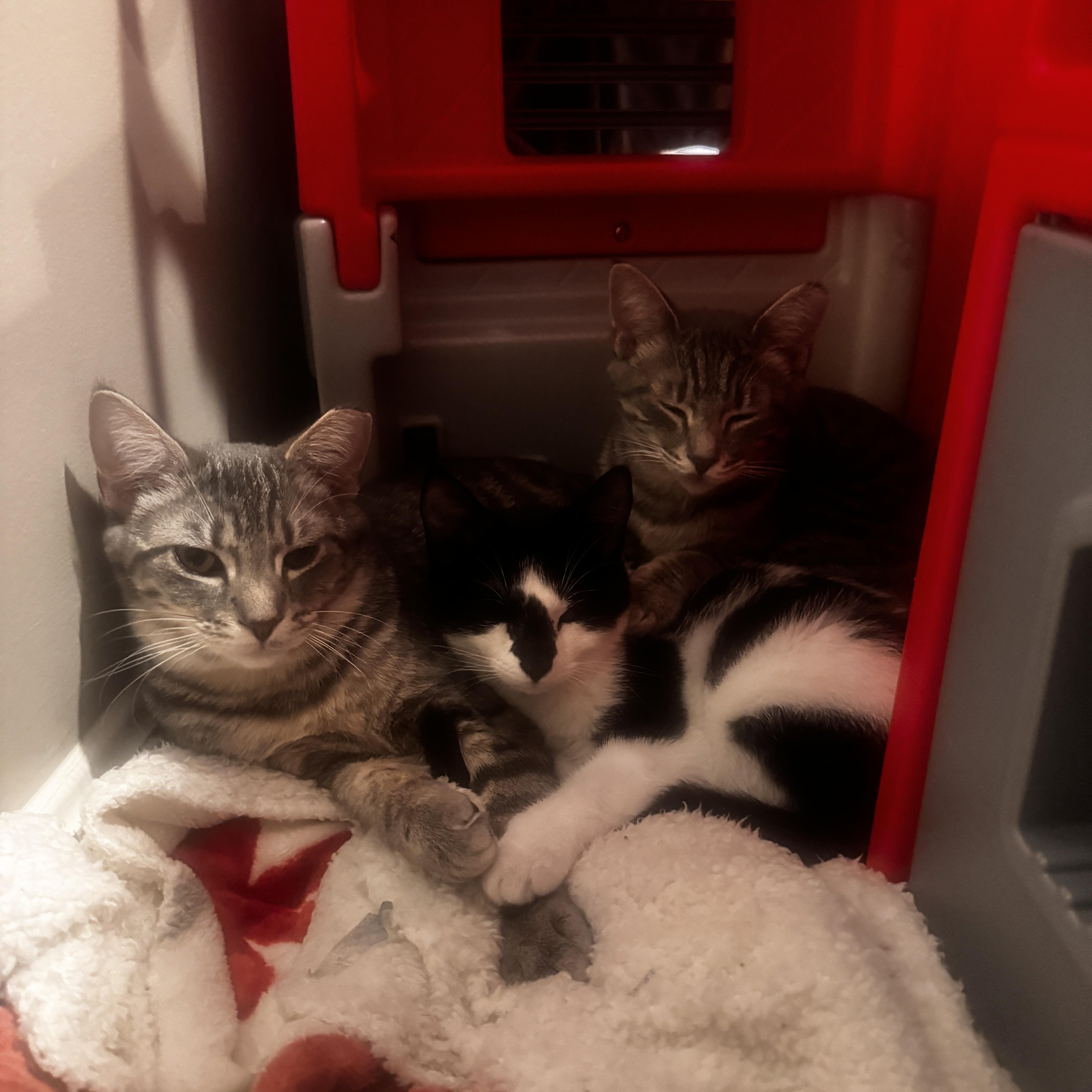 Enlarge Ginger - 6 MONTHS - SMALL BUT MIGHTY AND AS SWEET AS CAN BE!, a ADOPTABLE American Shorthair in Bristow, VA image 5/5