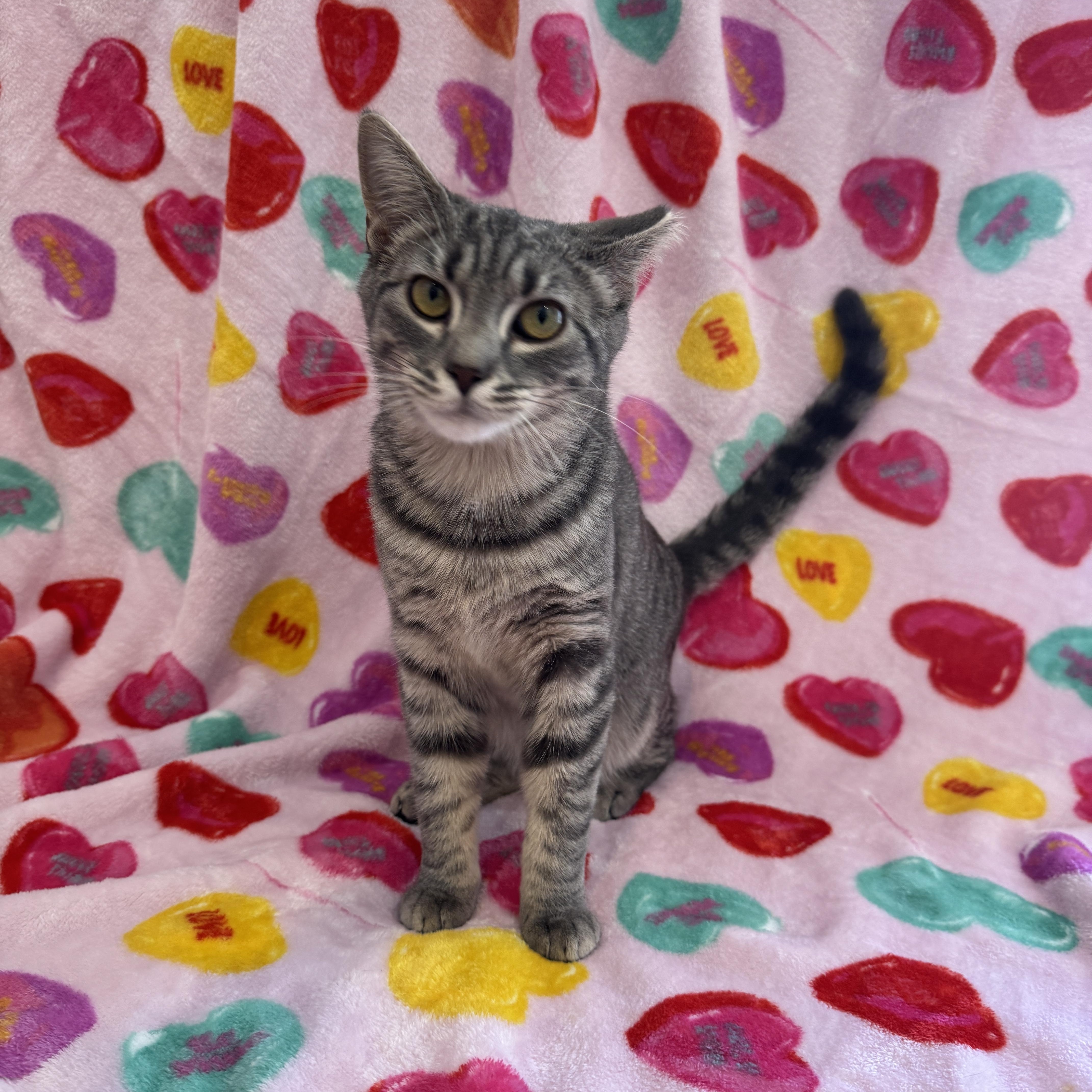 Enlarge Ginger - 6 MONTHS - SMALL BUT MIGHTY AND AS SWEET AS CAN BE!, a ADOPTABLE American Shorthair in Bristow, VA image 2/5