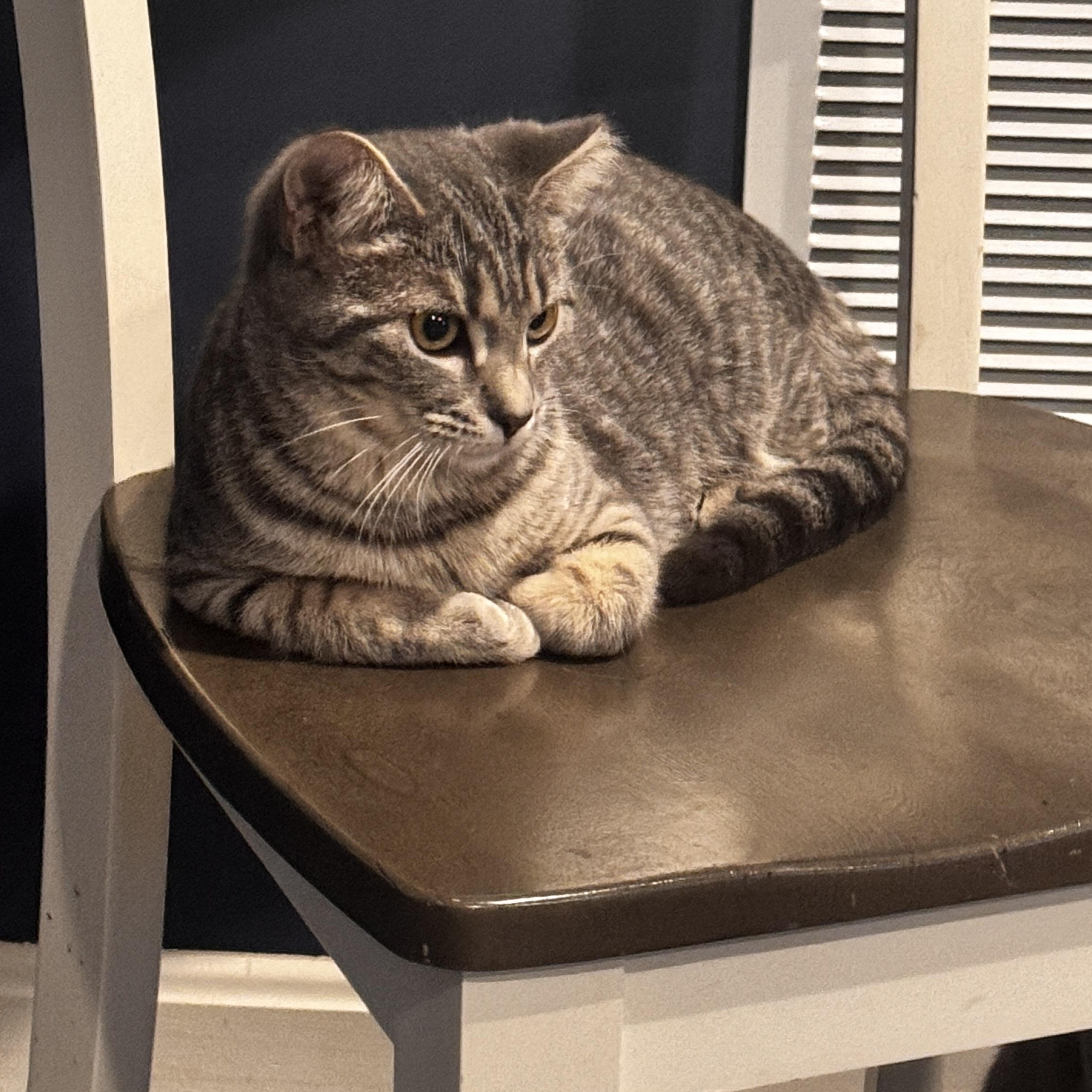 Enlarge Ginger - 6 MONTHS - SMALL BUT MIGHTY AND AS SWEET AS CAN BE!, a ADOPTABLE American Shorthair in Bristow, VA image 4/5