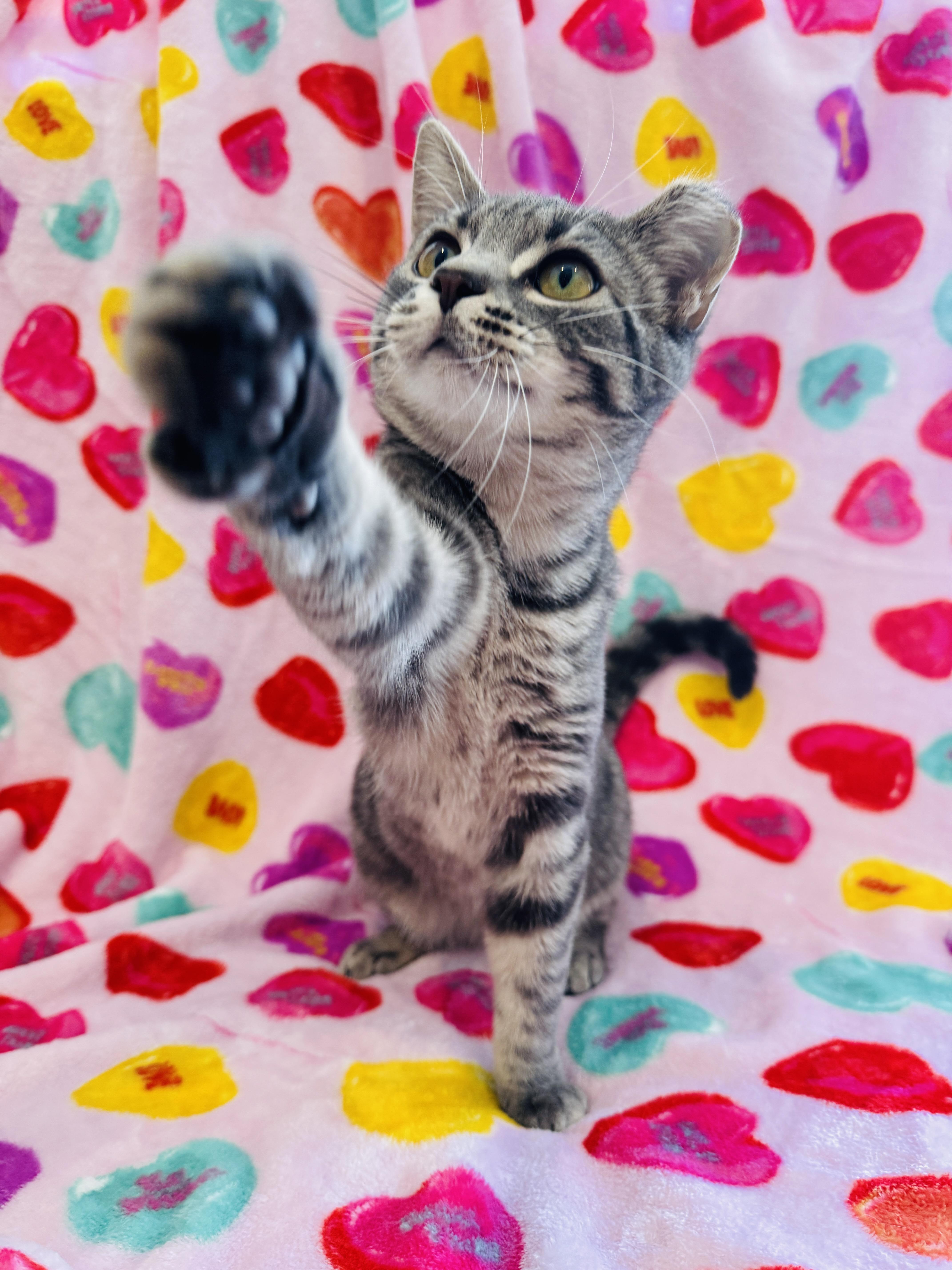 Enlarge Ginger - 6 MONTHS - SMALL BUT MIGHTY AND AS SWEET AS CAN BE!, a ADOPTABLE American Shorthair in Bristow, VA image 1/5