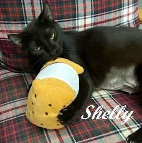 Enlarge Shelly Belly - sweet cat with a heart of gold At The Kitten Around Cat Lounge, a ADOPTABLE Domestic Short Hair in Southern Pines, NC image 2/5