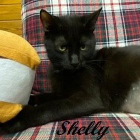 Shelly Belly - sweet cat with a heart of gold At The Kitten Around Cat Lounge, ADOPTABLE, Young Female Domestic Short Hair.