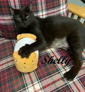 Enlarge Shelly Belly - sweet cat with a heart of gold At The Kitten Around Cat Lounge, a ADOPTABLE Domestic Short Hair in Southern Pines, NC image 3/5