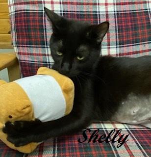 Enlarge Shelly Belly - sweet cat with a heart of gold At The Kitten Around Cat Lounge, a ADOPTABLE Domestic Short Hair in Southern Pines, NC image 4/5