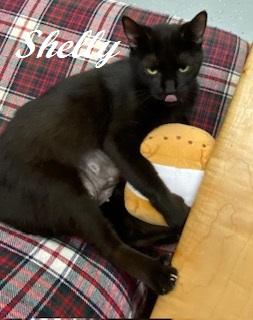 Enlarge Shelly Belly - sweet cat with a heart of gold At The Kitten Around Cat Lounge, a ADOPTABLE Domestic Short Hair in Southern Pines, NC image 5/5