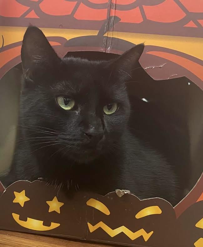 Enlarge Shelly Belly - sweet cat with a heart of gold At The Kitten Around Cat Lounge, a Adoptable Domestic Short Hair in Southern Pines, NC image 1/4