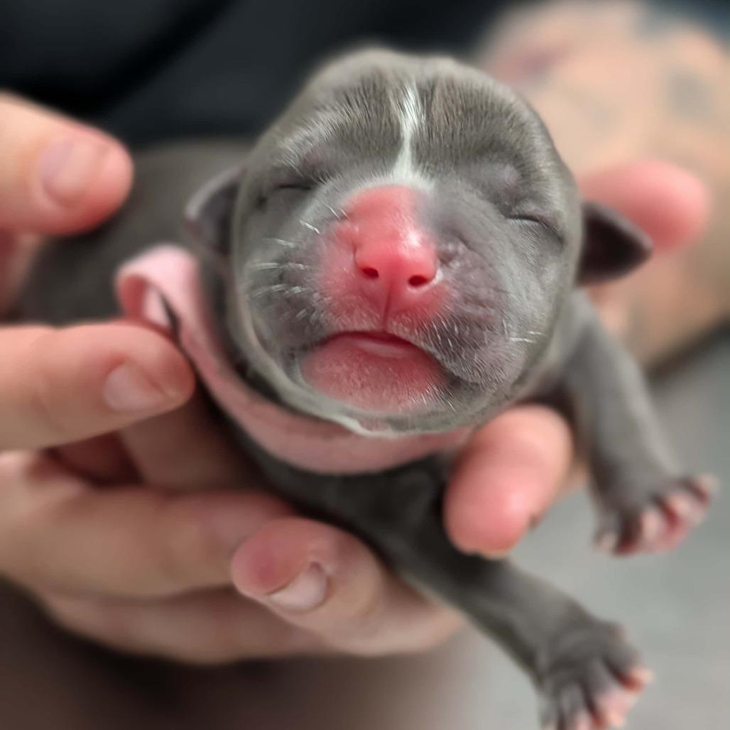 Enlarge Smudge, a Adoptable Labrador Retriever in Hope Mills, NC image 1/2