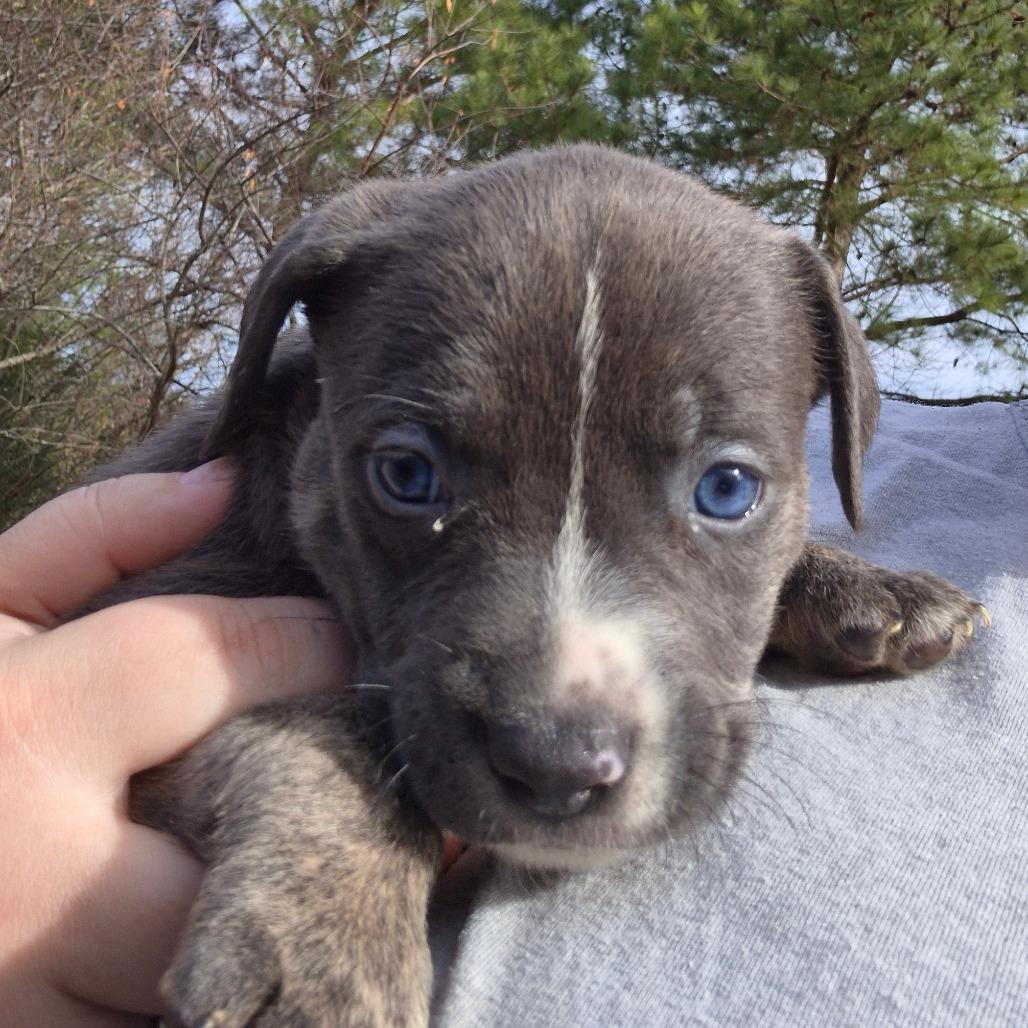 Enlarge Smudge, a Adoptable Labrador Retriever in Hope Mills, NC image 2/3