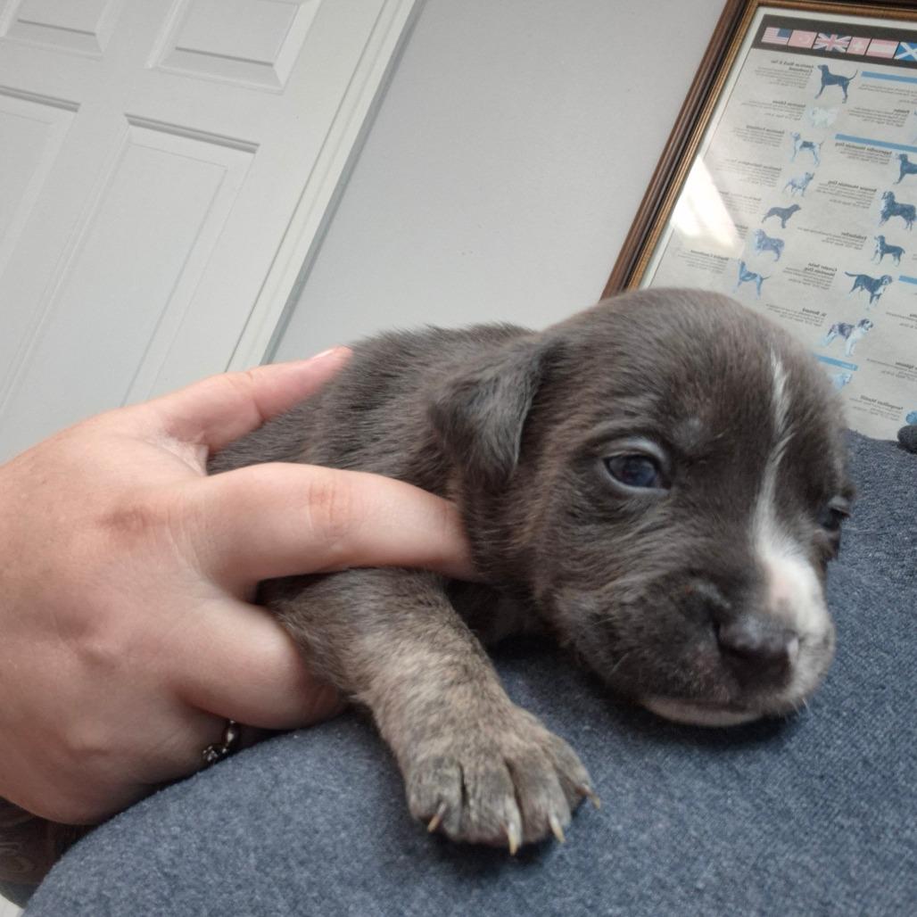 Enlarge Smudge, a Adoptable Labrador Retriever in Hope Mills, NC image 2/2