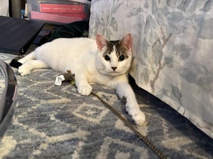 Joe, Adoptable, Adult Male Domestic Short Hair & Domestic Short Hair.