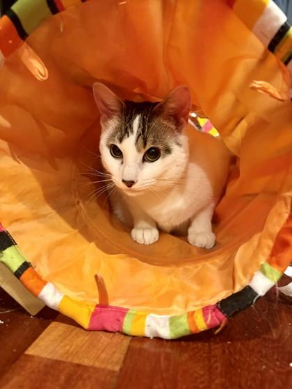 Joe, Adoptable, Adult Male Domestic Short Hair & Domestic Short Hair.