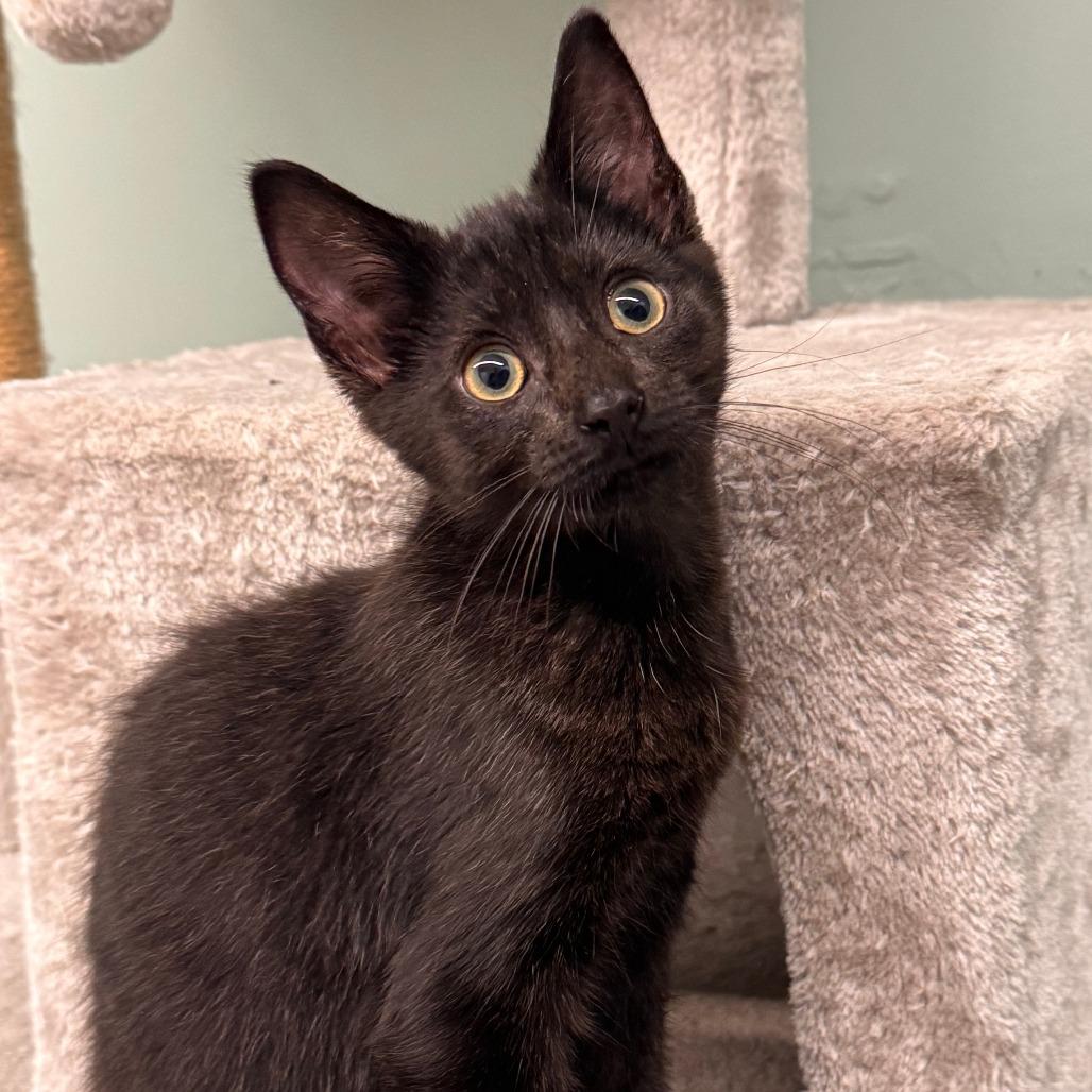 Boo, Adoptable, Kitten Male Domestic Short Hair.