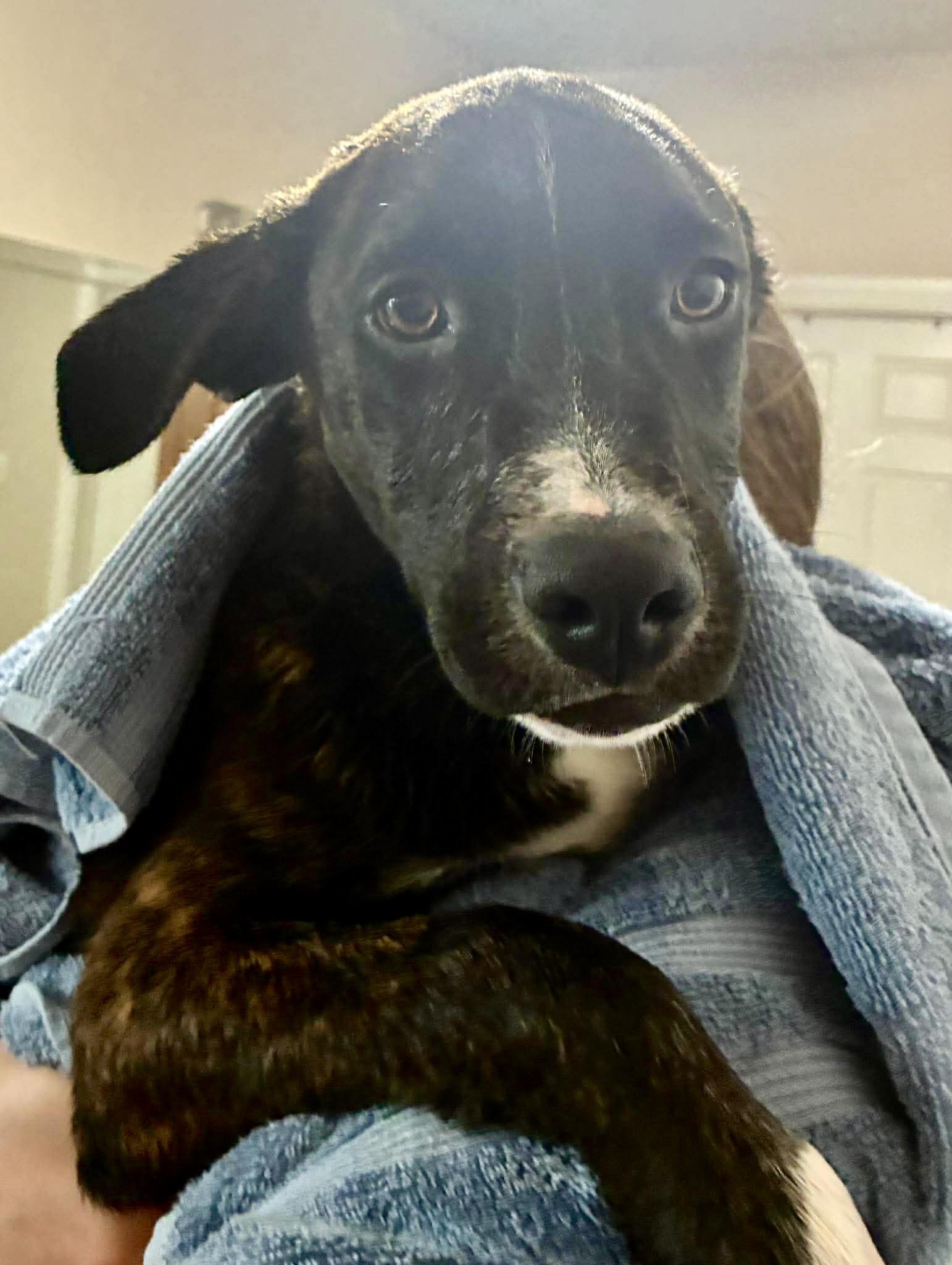 Enlarge Boots, a Adoptable mixed breed in Latham, NY image 6/6