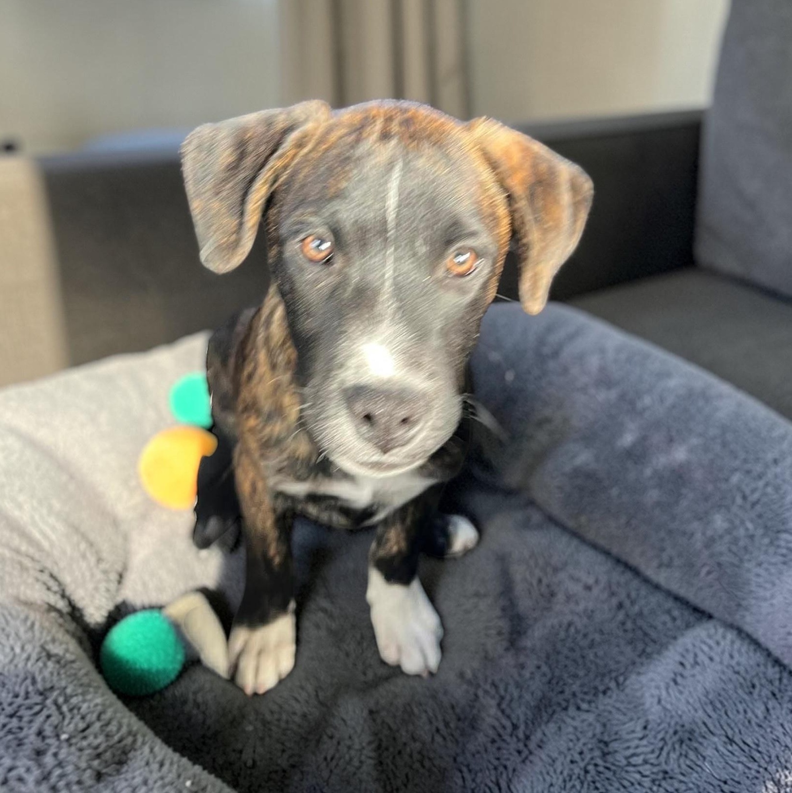 Enlarge Boots, a Adoptable mixed breed in Latham, NY image 4/6