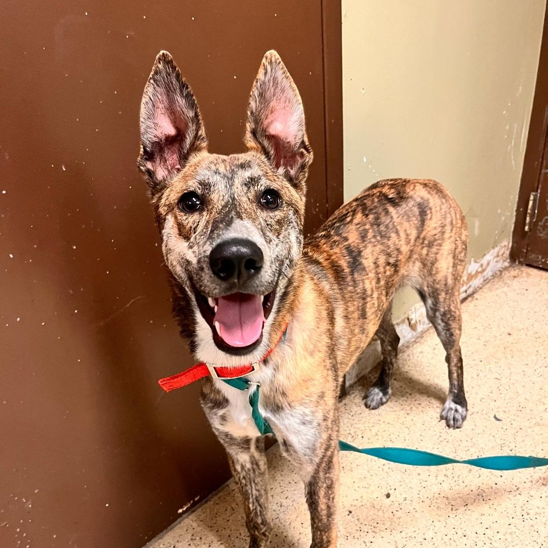 Godrick, Young Male Dutch Shepherd