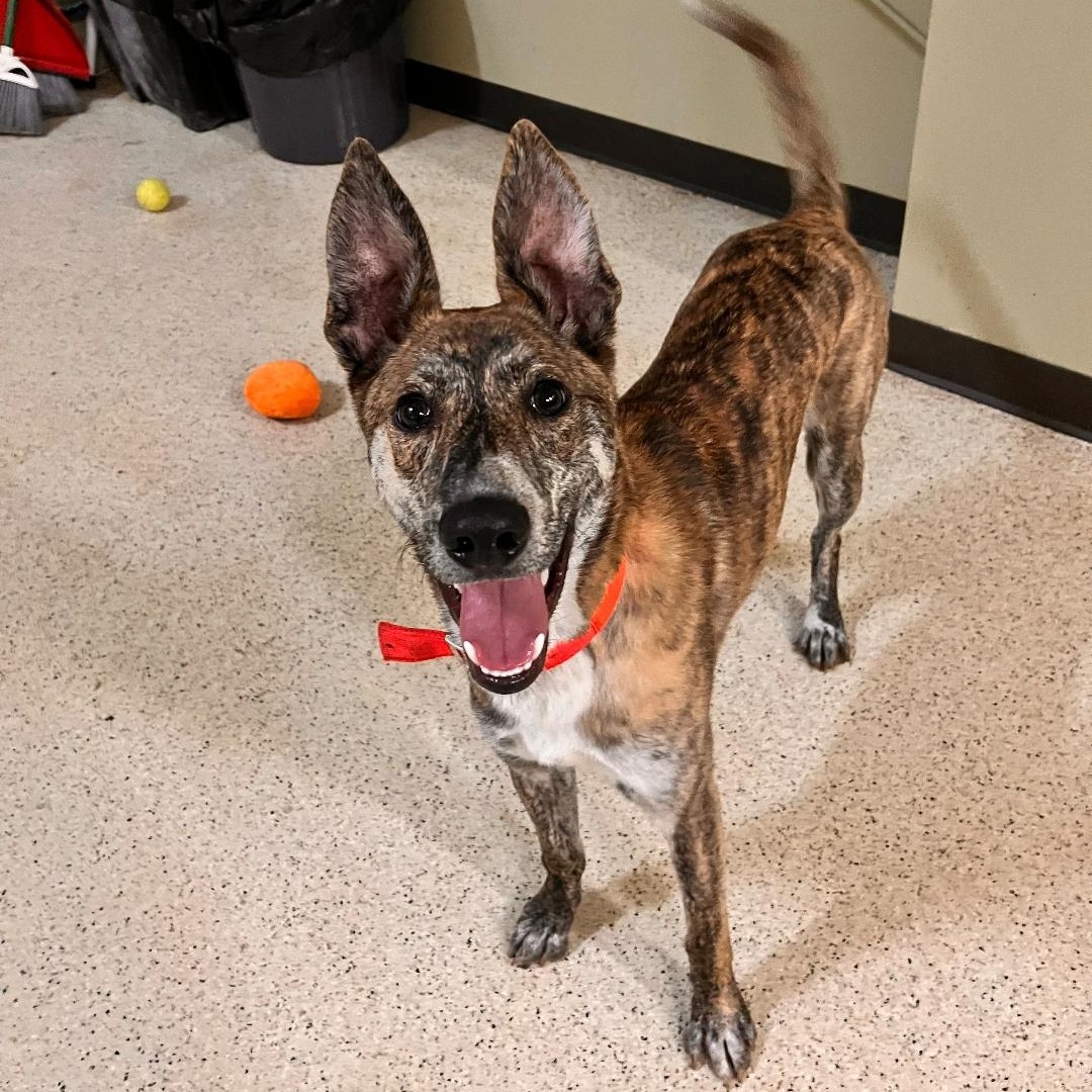 Enlarge Godrick - ADOPTION FEE WAIVED!, an adoptable mixed breed in Muncie, IN image 2/5