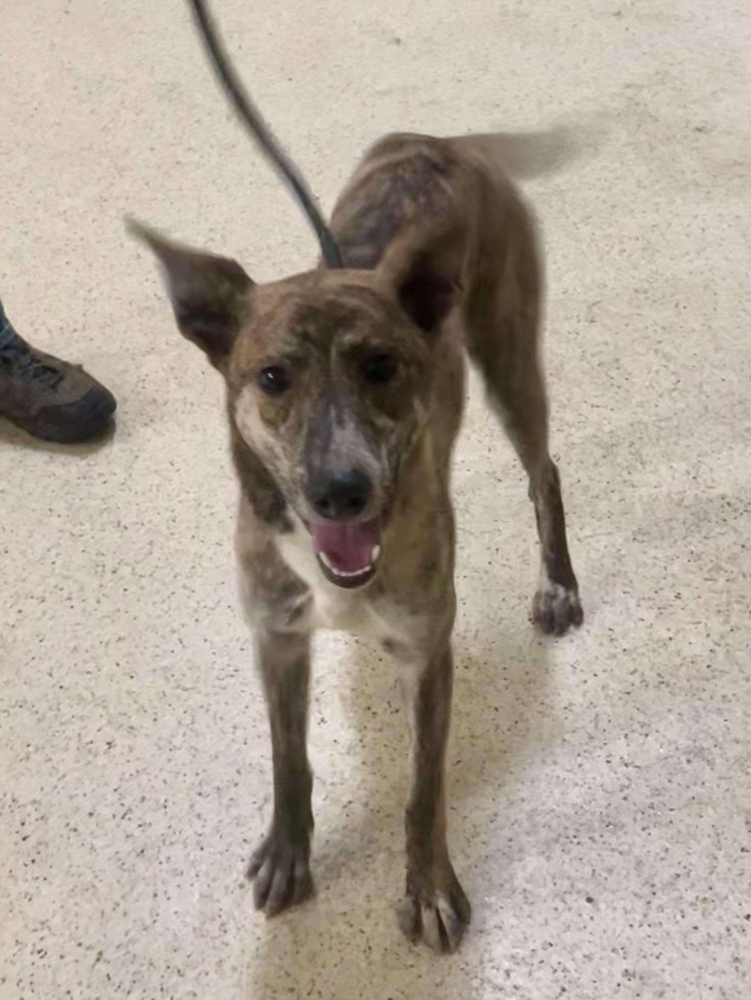 Enlarge Godrick - ADOPTION FEE WAIVED!, an adoptable mixed breed in Muncie, IN image 3/5