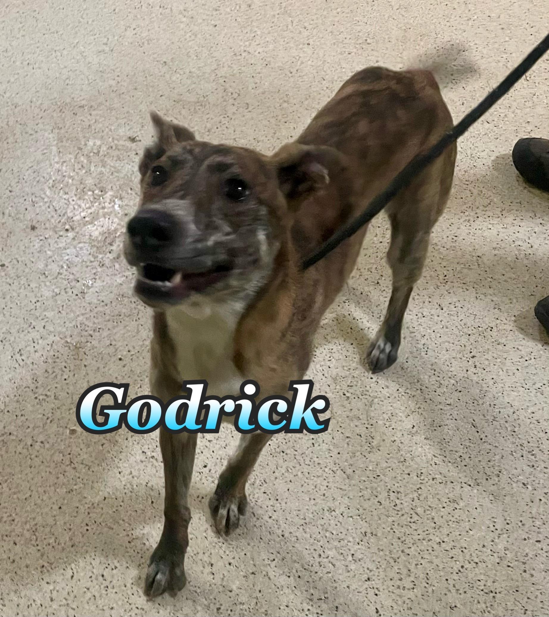 Enlarge Godrick - ADOPTION FEE WAIVED!, an adoptable mixed breed in Muncie, IN image 5/5