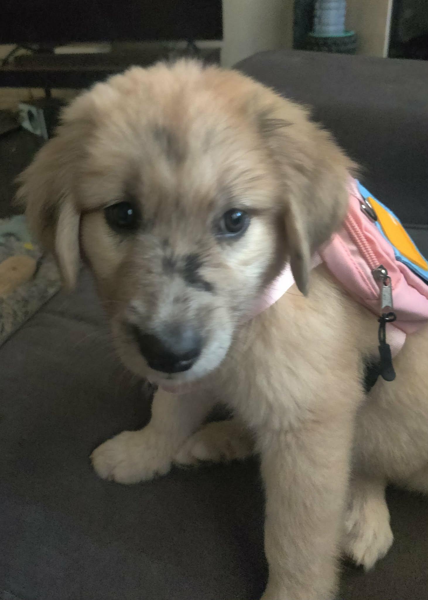 Enlarge Destiny, a Adoption Pending mixed breed in Oklahoma City, OK, OK image 3/6