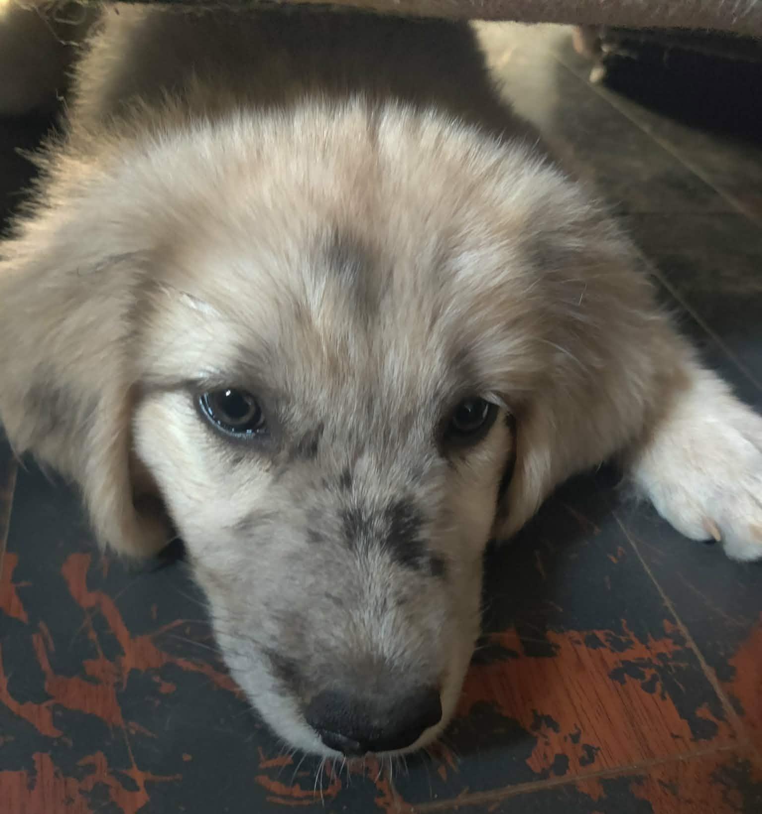 Enlarge Destiny, a Adoption Pending mixed breed in Oklahoma City, OK, OK image 4/6