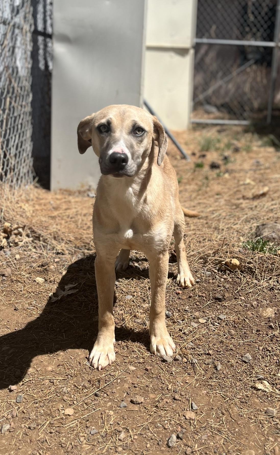 Enlarge Honey Bun, a Adoptable mixed breed in Lakeside, AZ image 1/1