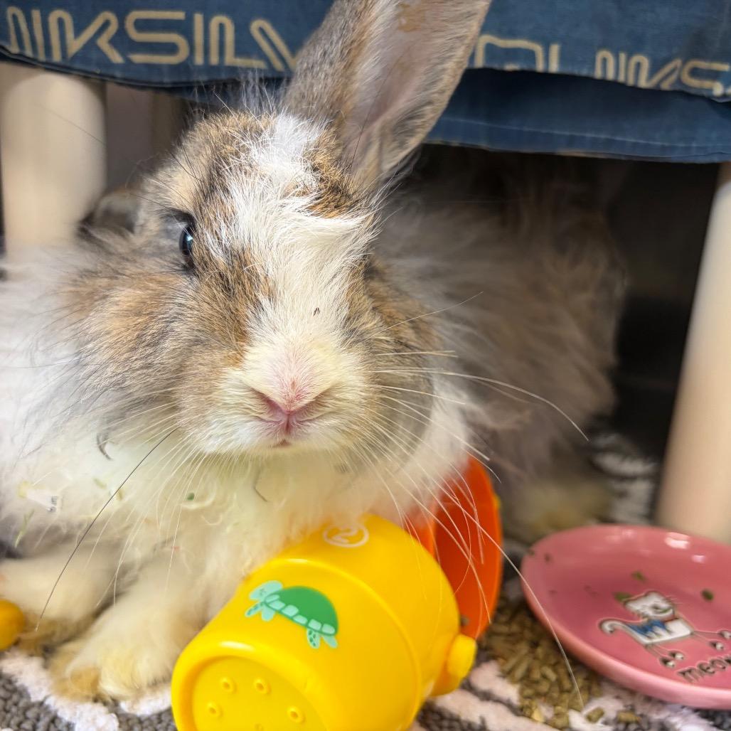 Floof-IN FOSTER, Adoptable, Adult Male Angora Rabbit.