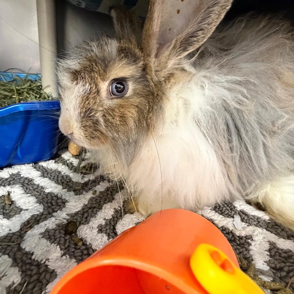 Enlarge Floof-IN FOSTER, a Adoptable Angora Rabbit in Birdsboro, PA image 2/3