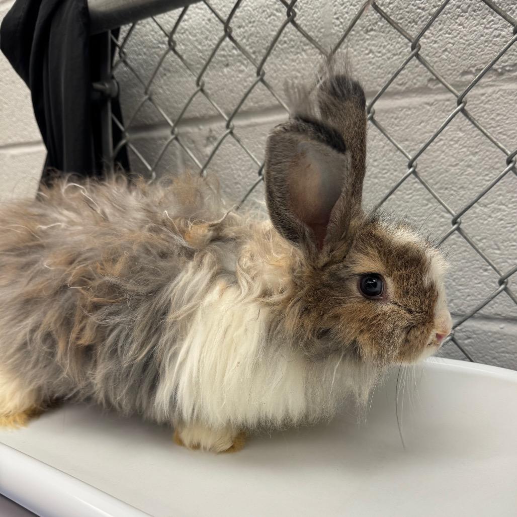 Enlarge Floof-IN FOSTER, a Adoptable Angora Rabbit in Birdsboro, PA image 3/3