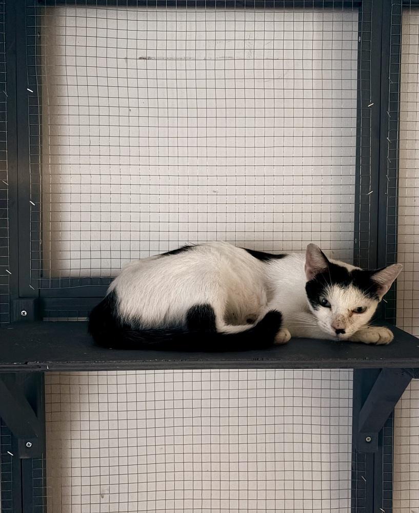 Enlarge Sumi, a Adoptable Domestic Short Hair in Lake Wylie, SC image 1/3