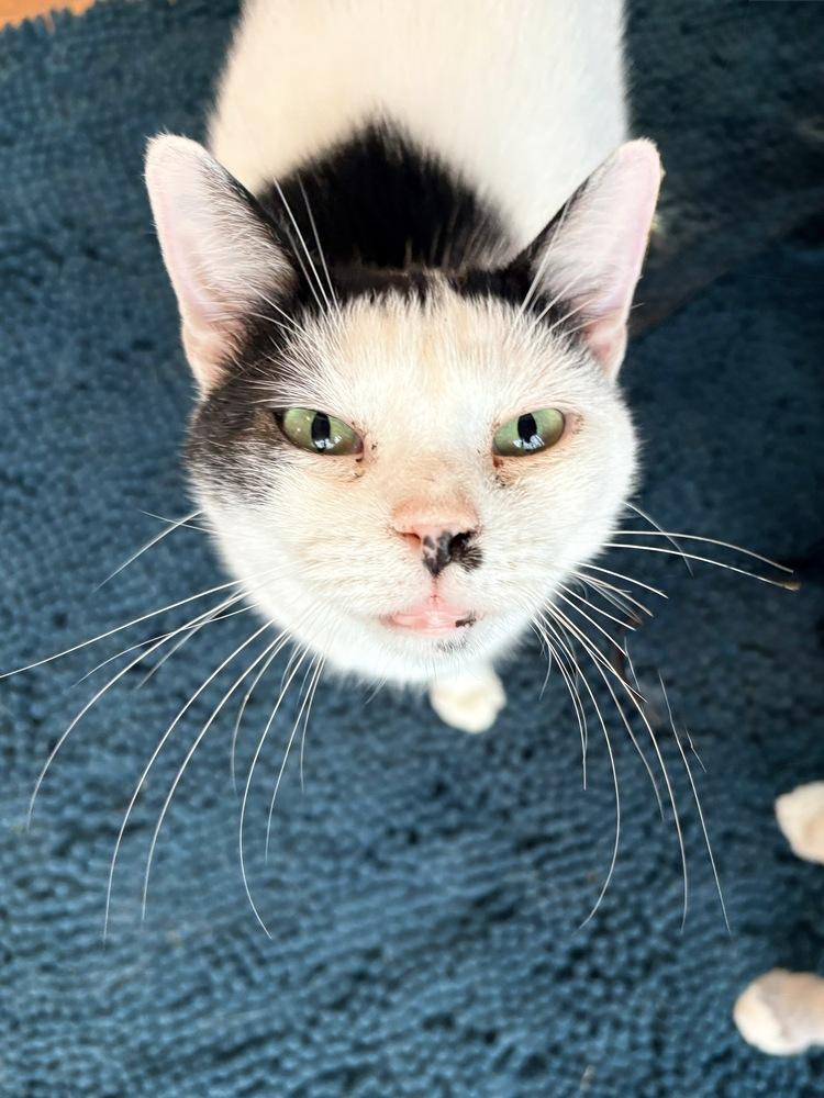 Enlarge Sumi, a Adoptable Domestic Short Hair in Lake Wylie, SC image 2/4