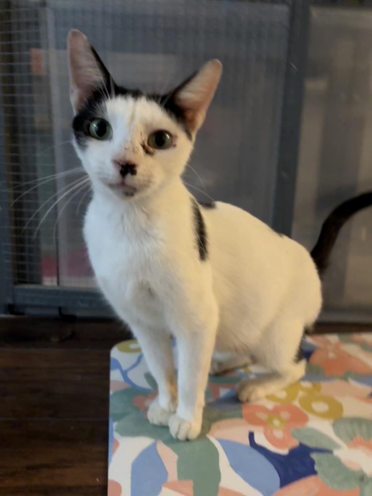 Enlarge Sumi, a Adoptable Domestic Short Hair in Lake Wylie, SC image 3/3