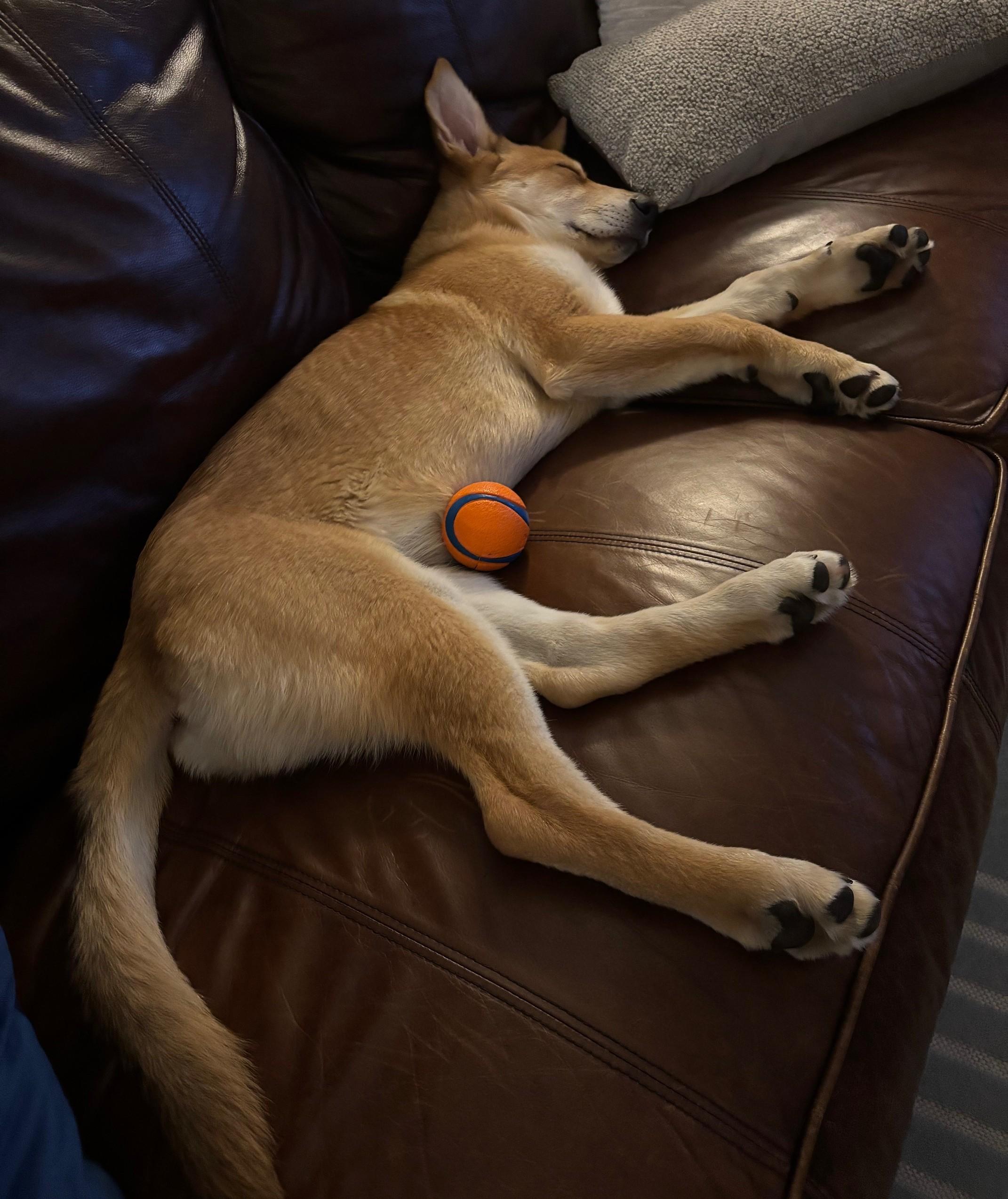 Winnie, a ADOPTABLE mixed breed in Dallas, TX image 5/6